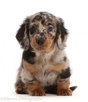 Long-haired Dapple Dachshund puppy, 7 weeks old