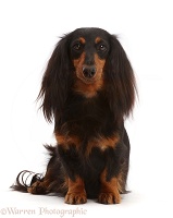 Black-and-tan Long-haired Dachshund bitch