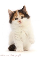 Calico Persian x Ragdoll kitten, 7 weeks old, sitting raised paw