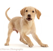 Playful Yellow Labrador puppy