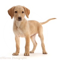 Yellow Labrador puppy, standing