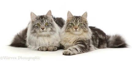Silver tabby cats lying together