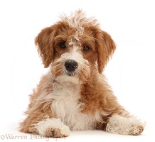 Tan-and-white Poodle-cross puppy