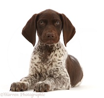 Liver-and-white Pointer puppy, lying with head up