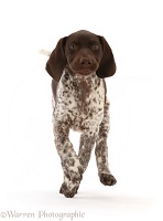 Liver-and-white Pointer puppy, running