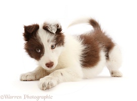 Playful Brown-and-white Border Collie puppy