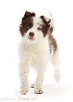 Brown-and-white Border Collie puppy, walking