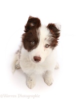 Brown-and-white Border Collie puppy, sitting looking up