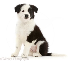 Black-and-white Border Collie puppy, sitting