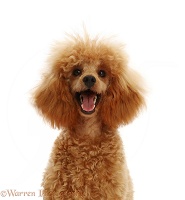 Red Toy Poodle dog