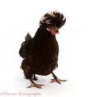 Young Polish chicken, pooping