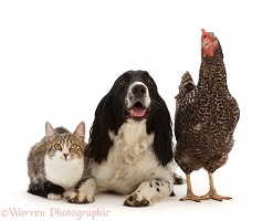 Cocker Spaniel with Tabby-and-white cat and chicken