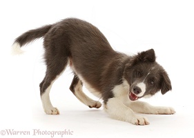 Blue and white Border Collie puppy in play-bow