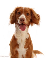 Red-and-white Working Cocker Spaniel bitch, portrait