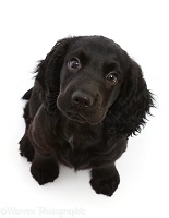Black Cocker Spaniel puppy, sitting and looking up