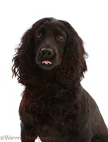Black Cocker Spaniel dog, portrait
