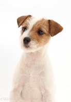 Tan-and-white Jack Russell Terrier puppy portrait