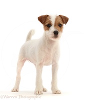 Tan-and-white Jack Russell Terrier puppy, standing