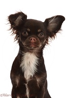 Chihuahua-cross puppy