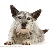 Shaggy elderly Jack Russell cross, lying with head up