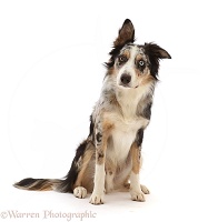 Border Collie-cross dog sitting