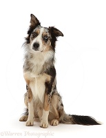 Border Collie-cross dog sitting