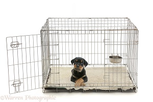 Rottweiler pup, with paws crossed, lying in a crate