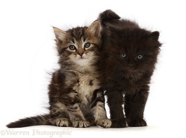 Two fluffy kittens, one tabby, one black