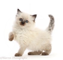 Colourpoint kitten, 6 weeks old, standing with raised paw