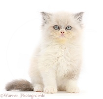 Persian cross kitten, sitting