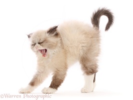 Persian cross kitten, stretching and yawning