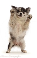 Pomeranian-cross puppy standing up and waving