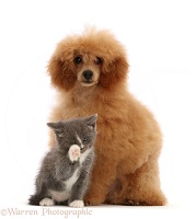 Red toy Poodle and blue bicolour kitten