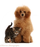 Red toy Poodle and tabby kitten