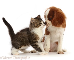 Tabby-and-white kitten and Cavalier pup