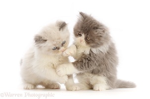 Two Persian cross kittens, play-fighting