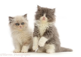 Two Persian cross kittens