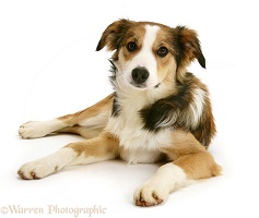 Sable-and-white Border Collie pup
