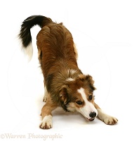 Sable-and-white Border Collie pup in play-bow