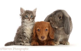 Red Dachshund puppy with tabby kitten and grey Lop rabbit