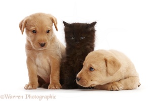 Two Yellow Labrador Retriever puppies with black kitten