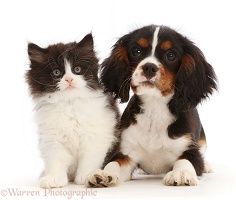 Black-and-white kitten and tricolour Cavalier puppy