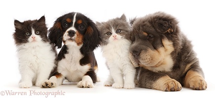 Shar Pei puppy and Cavalier puppy with bicolour kittens