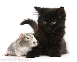 Fluffy black kitten, 9 weeks old, and white baby Guinea pig