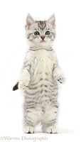 Silver tabby kitten, standing up on hind legs