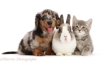 Dachshund puppy with Netherland Dwarf rabbit and tabby kitten