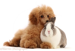 RedTtoy Poodle and Netherland Dwarf rabbit