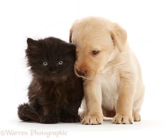 Yellow Labrador Retriever puppy with black kitten