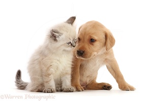 Yellow Labrador Retriever puppy and Ragdoll-cross kitten