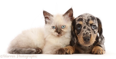 Kitten with Dachshund puppy